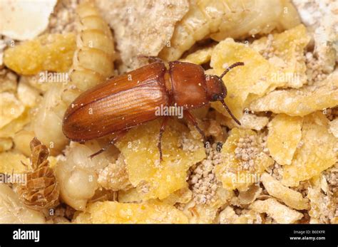 Mealworm beetle hi-res stock photography and images - Alamy