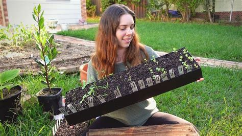 How To Grow Healthy Seedlings 🌱🌿 Manage Leggy Seedlings Damping Off And Thinning For Strong