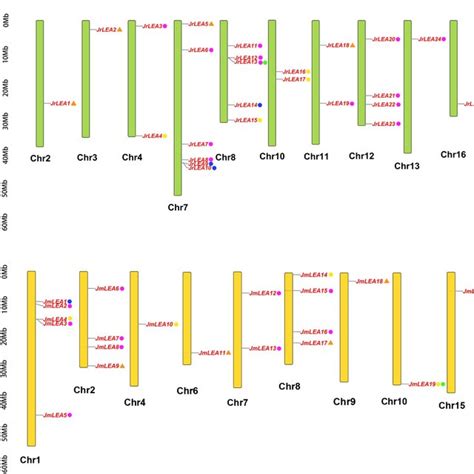 Chromosomal Distribution And Duplication Types Of LEA Genes A