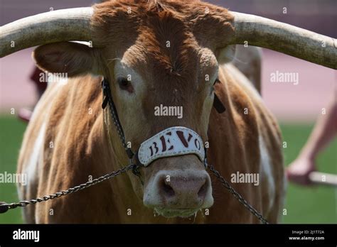 Texas Longhorns Mascot Bevo Xv During The 94th Clyde Littlefield Texas