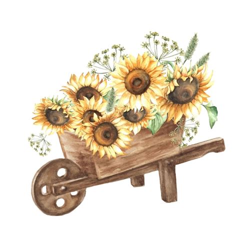 Brouette En Bois Aquarelle Avec Fleurs De Tournesols Vecteur Premium