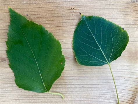 Birch vs Aspen Tree Identification (3 Easy Ways to Identify)