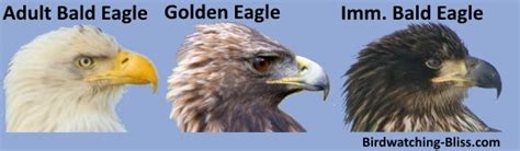 Golden Eagle Beak