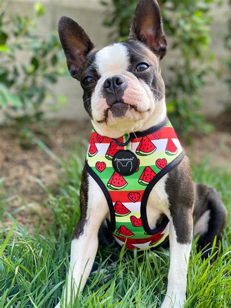 Frenchiestore Reversible Dog Health Harness | Watermelon