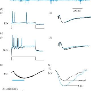 A Traditional Mechanisms Of Network Plasticity Activity Dependent