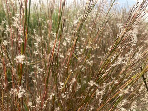 Little Bluestem (Schizachyrium scoparium) | Birdsfoot Native Nursery