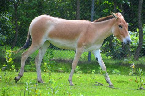 O Hemionus Do Equus Do Onagro Imagem De Stock Imagem De Barra