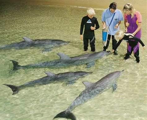 Tangalooma 2 Day Island Wild Dolphin Resort & Eco tour - Heritage Tourism Reservations