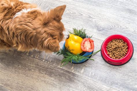 The 12 Best Natural And Organic Dog Foods That Wont Break The Bank