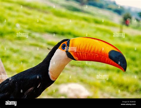 Toucan Brazil Stock Photos & Toucan Brazil Stock Images - Alamy