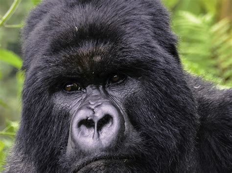 Gorilla Trekking Rwanda Pakasa Tours And Safaris