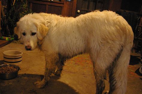 Golden Pyrenees (Golden Retriever/Great Pyrenees Mix) Temperament, Pictures