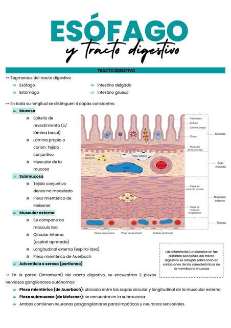Es Fago Y Tracto Digestivo Histolog A Marti Vaccaro Udocz