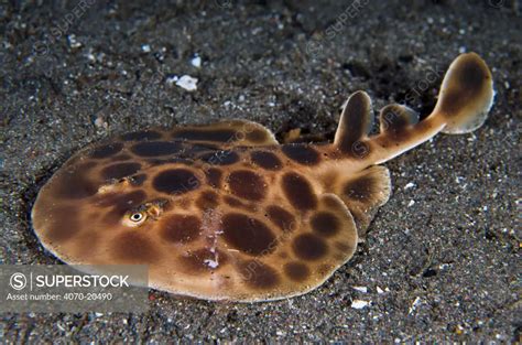 torpedo ray electric ray narcine sp rests   sand  night