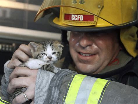 15 Pictures Of Cats Saved By Firemen Business Insider