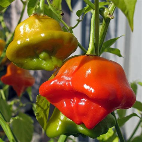 Chilli Pepper Bishops Crown (Capsicum baccatum) organic - approx. 10 seeds