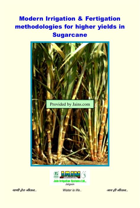 Sugarcane cultivation