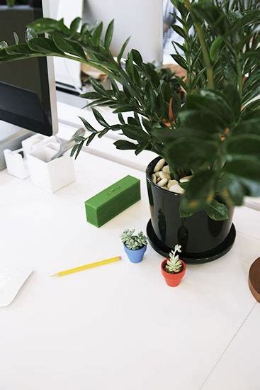 Best Cubicle Plants Plants BY