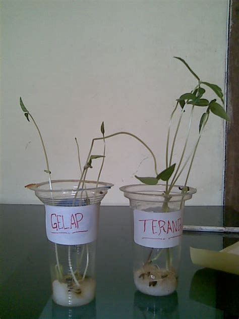 Contoh Laporan Penelitian Biologi Pengaruh Cahaya Terhadap Pertumbuhan