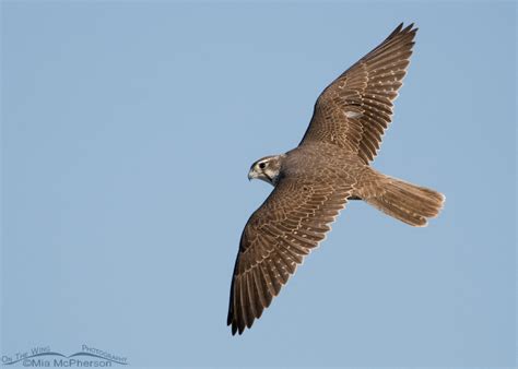 Prairie Falcon Images On The Wing Photography