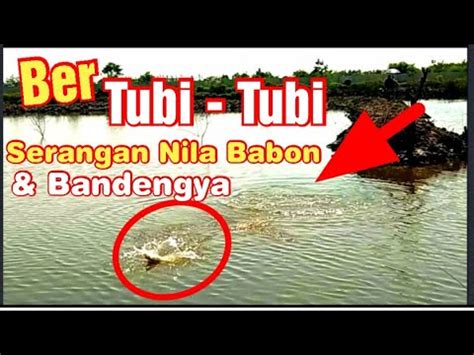 Mancing Bandeng Nila Harian Di Bikin Sibuk Kawangentak Youtube