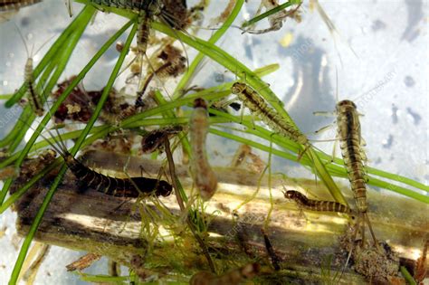 Insect larvae - Stock Image - Z280/0010 - Science Photo Library