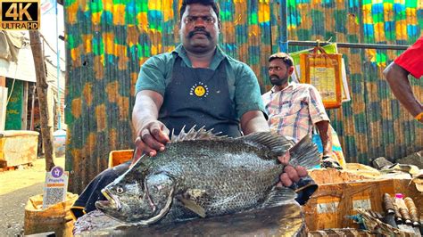 Kasimedu Speed Selvam Big Kal Koduva Fish Cutting In Kasimedu