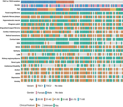 Frontiers Spectrum Of Germline And Somatic Mitochondrial DNA Variants