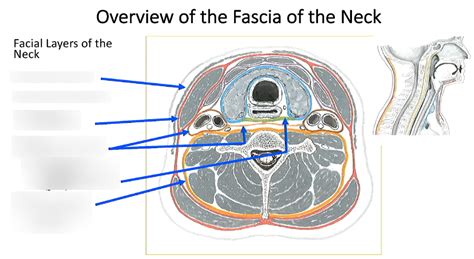 Neck Fascia Diagram Quizlet