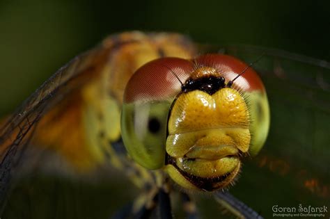 kukci archives stranica  od  priroda hrvatske