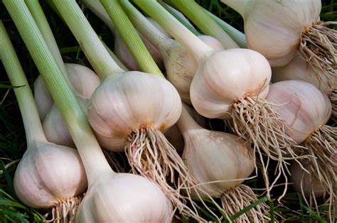 Garlic Plant