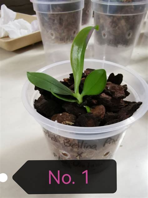 Phalaenopsis Bellina Pink X Phalaenopsis Violacea Pink Seedlings