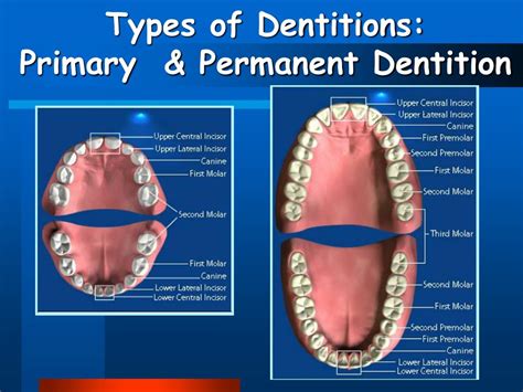 PPT - Human Dentition PowerPoint Presentation, free download - ID:6889119