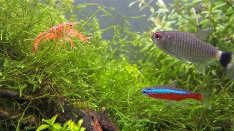 Picking the Best Tank Mates for Your Cherry Shrimp - Avid Aquarist