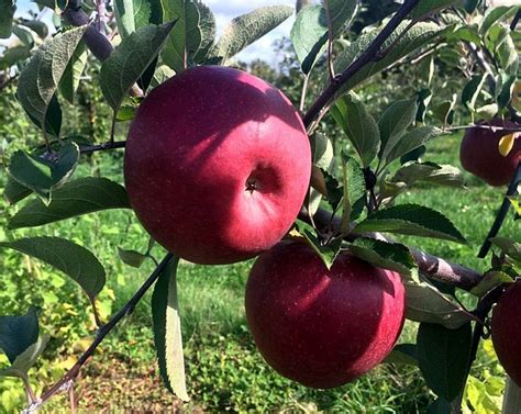 15 Type of Apple Trees to Grow | Best Apple Tree Varieties