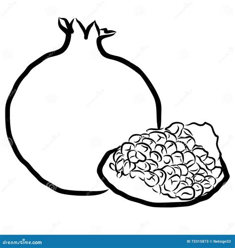 Pomegranate Sketched Outline Vector Illustration Stock Vector