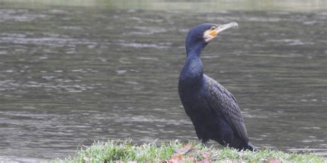 Corvo Marinho De Faces Brancas Biodiversidade Do Vez