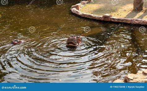 Hippo Feeding by Guests of the Zoo. Reproduction and Care of Hippos ...