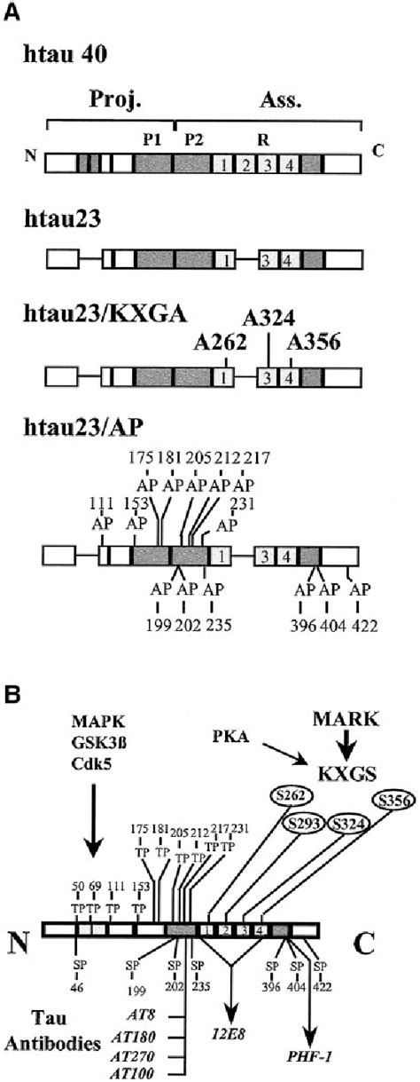 Figure 1 From Protein Kinase MARK PAR 1 Is Required For Neurite