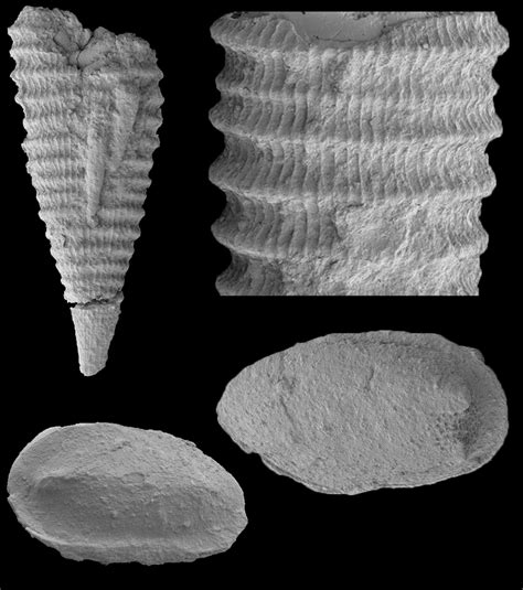 Example calcareous fossils recovered with Rewoquat from the Daleje ...