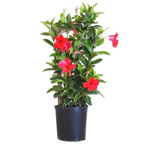 United Nursery 9 25 Grower Pot 28 In To 30 In Tall Mandevilla