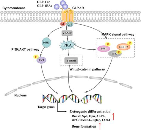 Frontiers The Impact Of Glucagon Like Peptide Receptor Agonists On