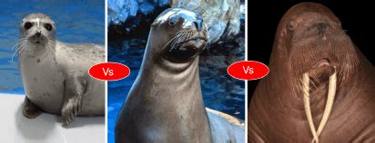 Seal vs sea lion vs Walrus vs Otter Difference and comparison