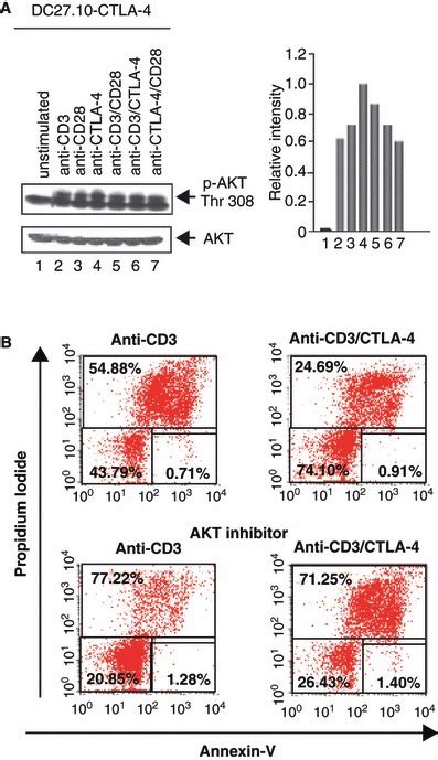 Ctla 4 Coligation Can Rescue T Cells From Aicd Under Conditions Of