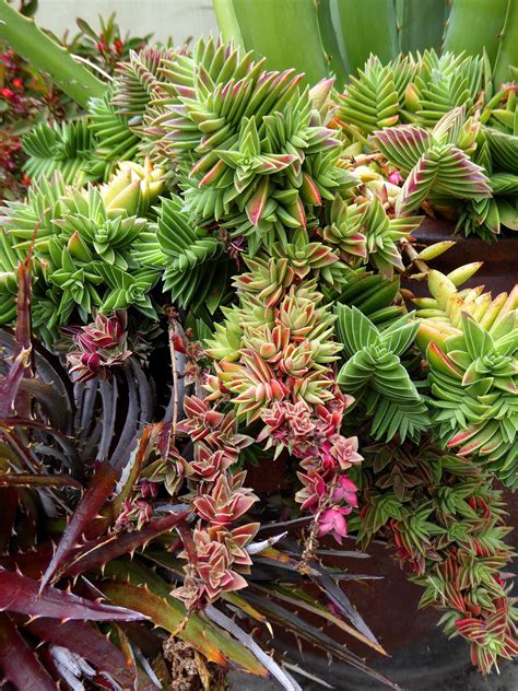 Crassula capitella 'Red Pagoda' | Pagoda, Red, Succulents