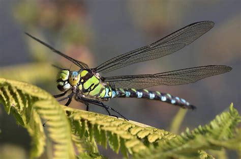 A Male Southern Hawker Dragonfly Aeshna Walter Baxter Cc By Sa