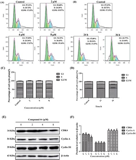 The Effects Of V On Cell Cycle Distribution In Mda Mb Cells A