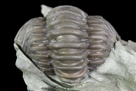 Wide Enrolled Flexicalymene Trilobite In Shale Ohio For