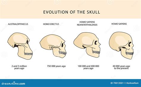 Evolution of the Skull. Human Skull. Australopithecus. Stock Vector ...