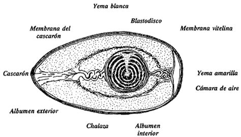 B Isbol Eco Comprensi N Cuales Son Las Partes Del Huevo Jueves